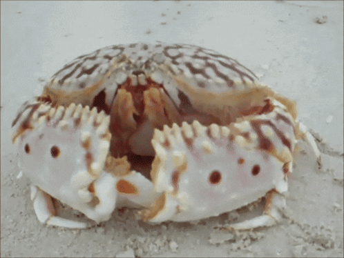 a crab that looks like a skull is on the beach