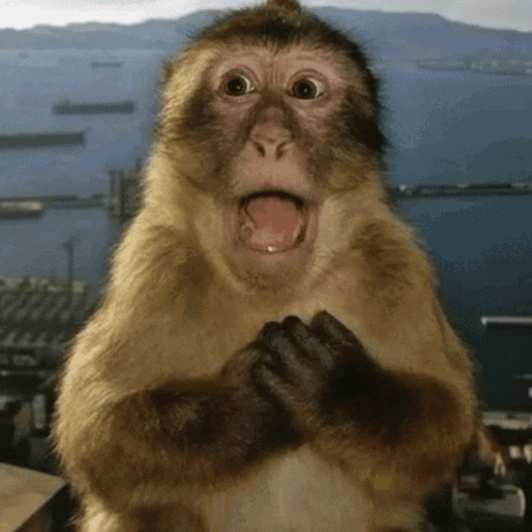 A monkey holds its hands together with a surprised open mouth.