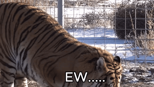 A tiger stands in a snowy enclosure with the caption “EW…..”.