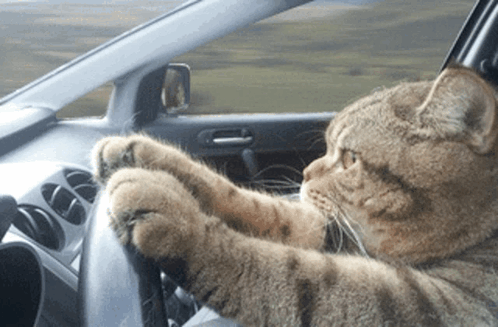 A tabby cat grips a steering wheel in a car.