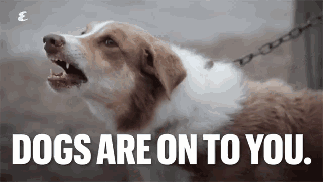 a brown and white dog with the words dogs are on to you