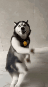 A husky stands upright and dances against a plain wall.