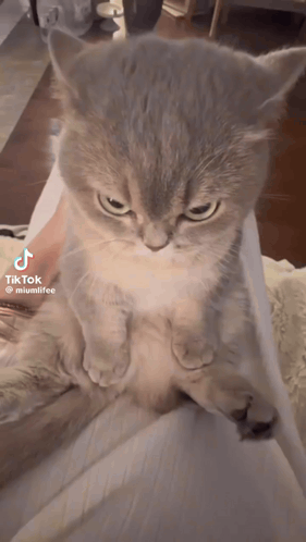 A gray kitten sits with an intensely grumpy stare.