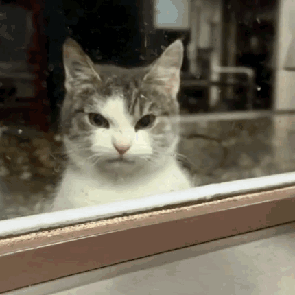A cat peers through a window with an angry, narrowed stare.