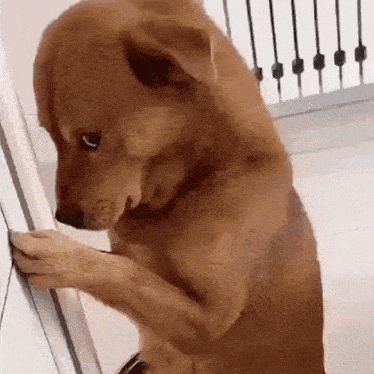 A dog awkwardly peeks around a staircase railing.