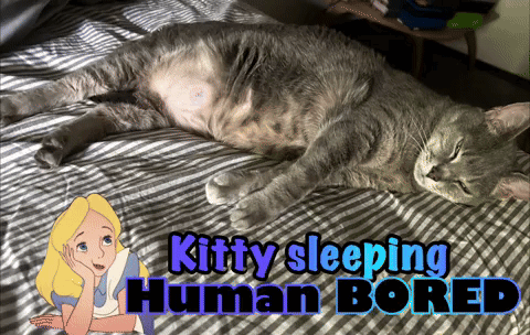 a kitty sleeping on a bed with the words kitty sleeping human bored below it