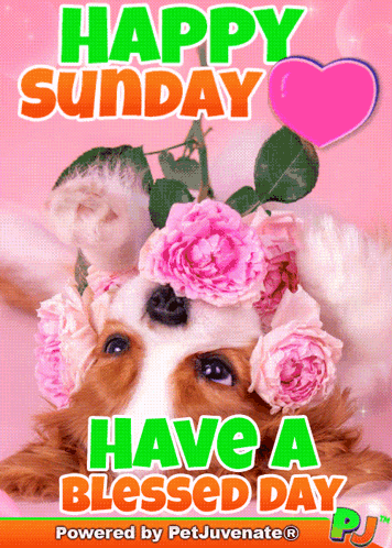 a happy sunday have a blessed day card with a dog wearing flowers