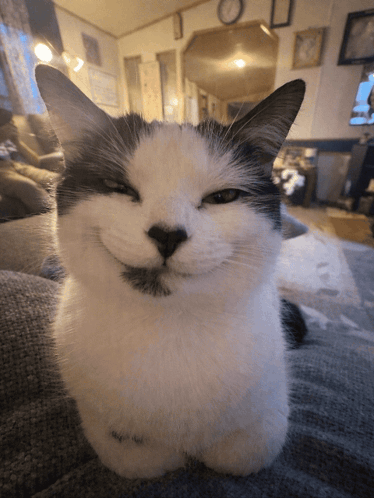 A fluffy black-and-white cat squints with a mischievous smile.