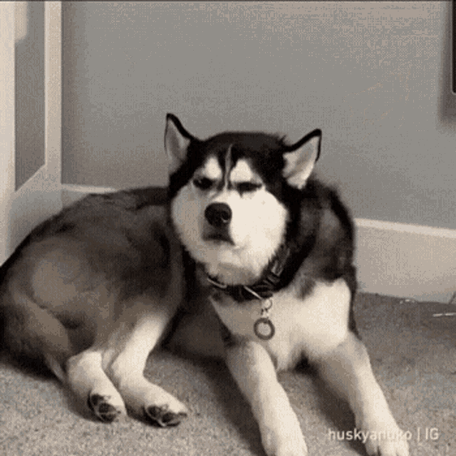 A husky lies on the floor and looks up with an annoyed stare.