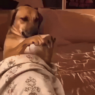 a dog laying on a bed with a blanket that says " i love you " on it