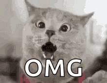 A startled gray cat stares wide-eyed above large “OMG” text.