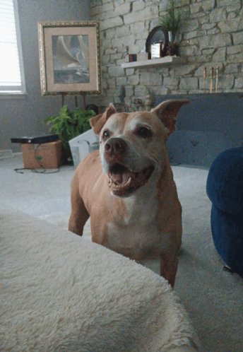 a brown and white dog is standing on a couch with its mouth open
