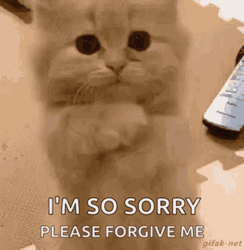 A sad fluffy cat looks up beside “I’M SO SORRY, PLEASE FORGIVE ME.”