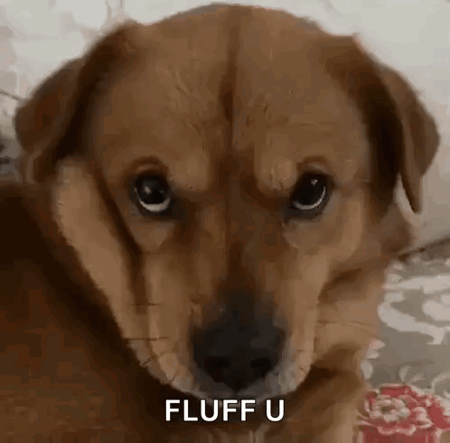 A sad-eyed brown puppy looks up at the camera.