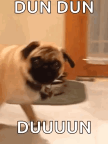 An animated pug walks away with the caption “DUN DUN DUUUUN”.