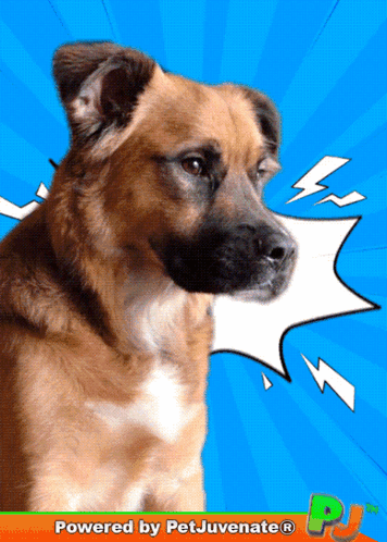 a picture of a dog with a speech bubble that says ' powered by petjuvenate ' on it