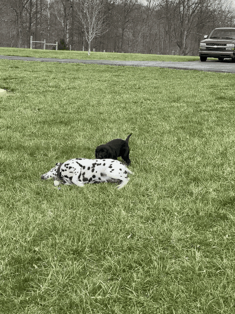 two dalmatian puppies playing in a grassy field