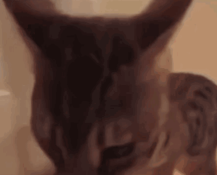a close up of a cat 's face and ears .