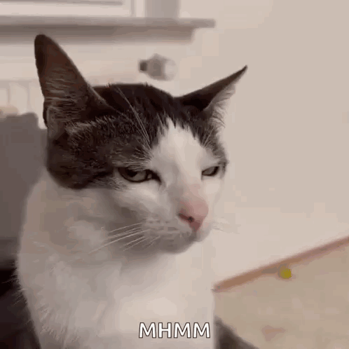 A cat squints and looks sideways with an annoyed expression.