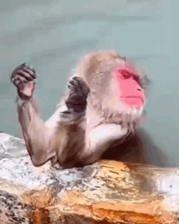 A monkey sits in water and casually examines its nails.