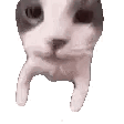 A blurry white cat bounces upright toward the camera.