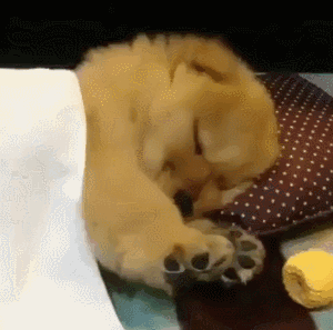 A golden puppy lies sleepily on bedding near a yellow toy.