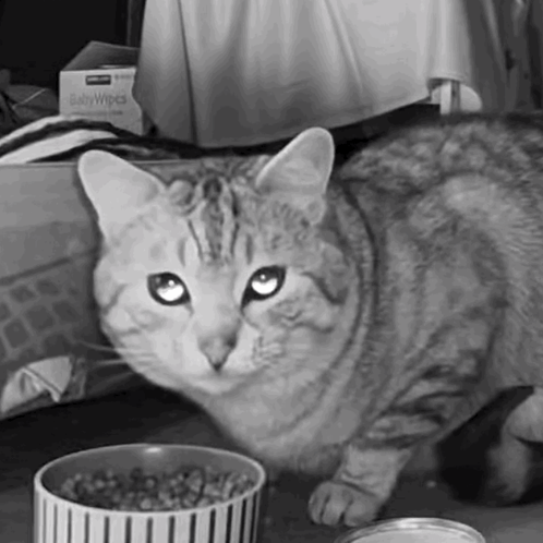 a black and white photo of a cat next to a bowl of food and a box of baby wipes