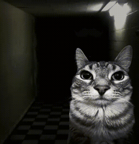 A tabby cat stares nervously from a dark box-like hallway.