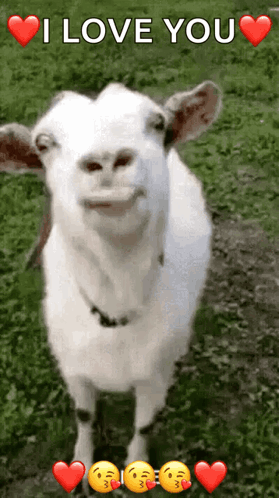 A white goat looks at the camera with “LOVE YOU” and heart emojis above it.