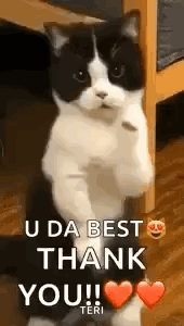 A black-and-white cat stands upright with “U DA BEST THANK YOU!!!” text and hearts.