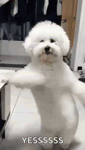 A fluffy white poodle stands upright with paws raised, captioned “YESSSS.”