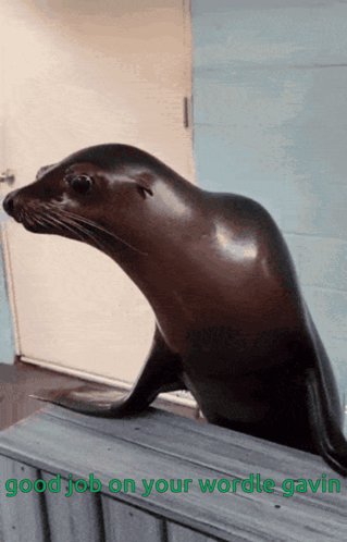 A seal pokes its head through a doorway with green text reading “good job on your wordle gavin.”