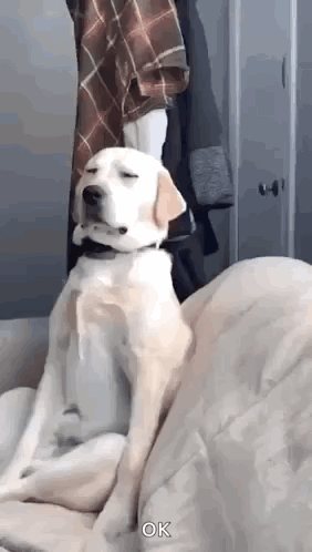 A white dog sits upright sleepily on a bed.