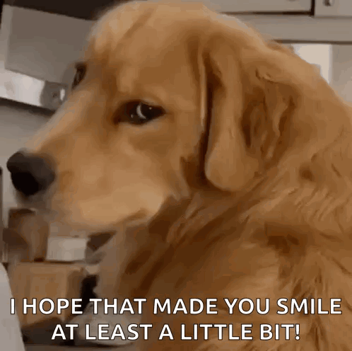 A golden retriever gives a suspicious side-eye smile with the caption “I HOPE THAT MADE YOU SMILE AT LEAST A LITTLE BIT!”