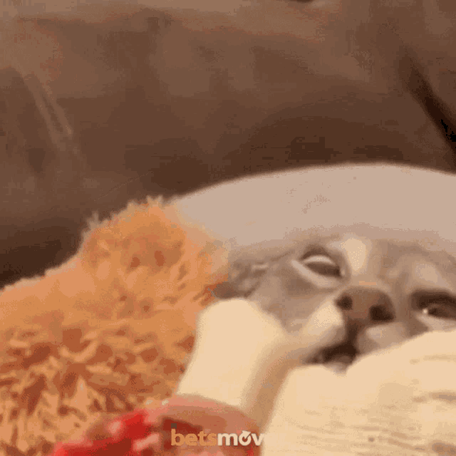a close up of a dog laying on a couch with a betsmove logo in the corner
