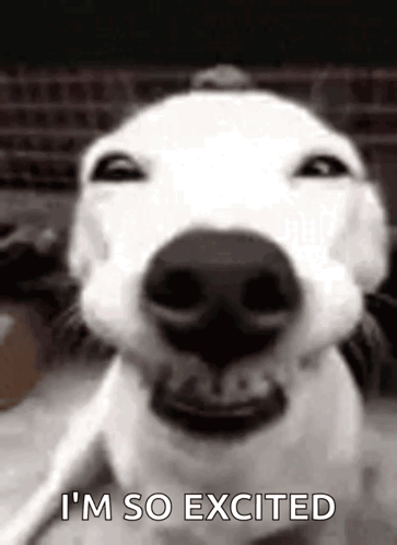 A dog’s face fills the frame with “I’M SO EXCITED” text.