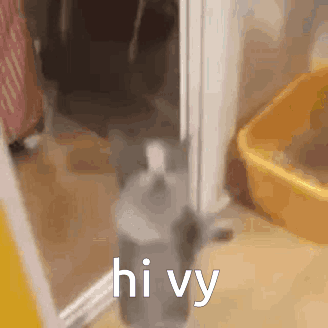 a cat is standing in a doorway next to a litter box and says hi vy .