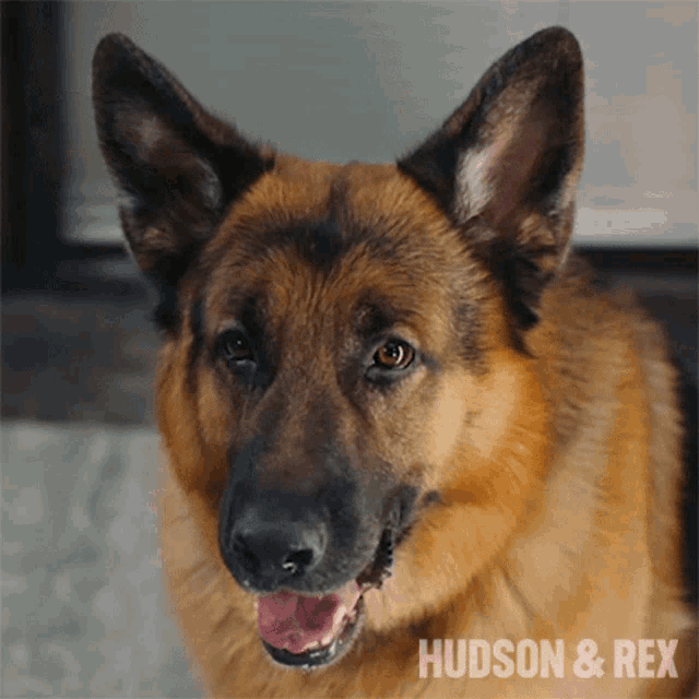 a close up of a german shepherd with the words hudson & rex on the bottom right