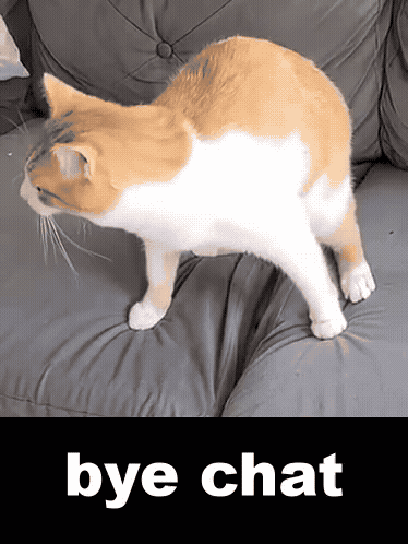 A ginger-and-white cat stands on a sofa above the caption “bye chat.”