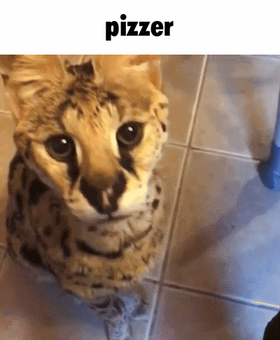 a cat is sitting on a tiled floor with the word piizer above it