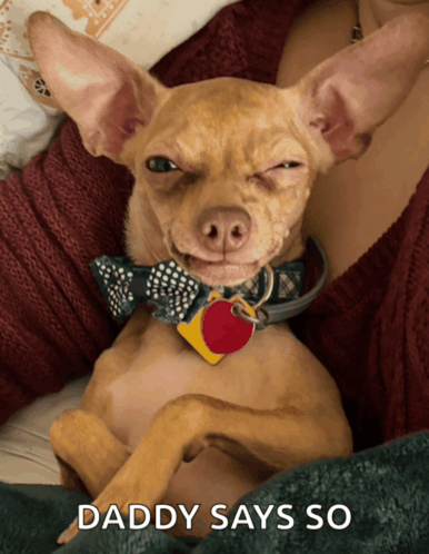 a chihuahua wearing a bow tie and a tag that says daddy says so on it