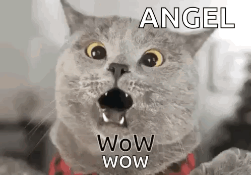 A gray cat stares with its mouth open as “WOW WOW” text appears.