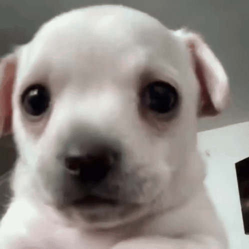 A white puppy looks forward with a worried expression.