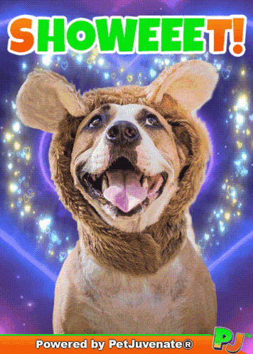 a picture of a dog wearing a furry hat with the words showeeet written on it