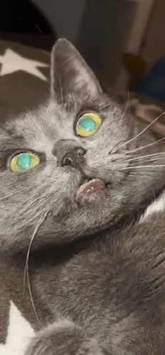 a close up of a gray cat with green eyes laying on a bed .