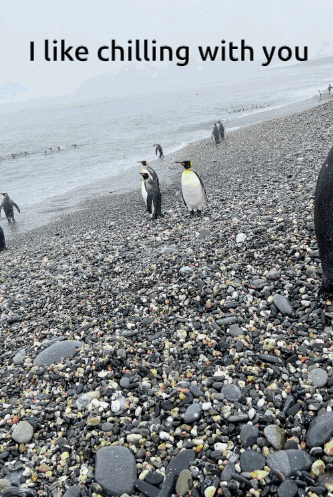 penguins on a rocky beach with the words i like chilling with you below them