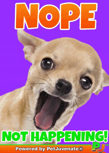 A Chihuahua appears on a purple graphic with the caption “NOPE, NOT HAPPENING!”