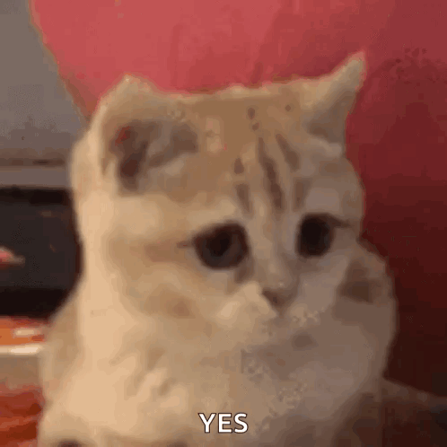 A kitten looks forward with the caption “YES.”