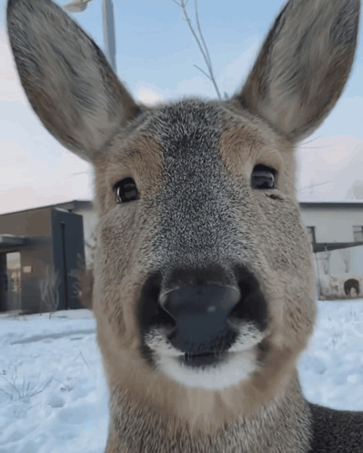 a close up of a deer 's face looking at the camera