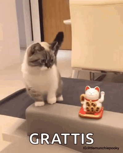 a cat standing next to a lucky cat figurine that says grattis on it